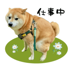 Shibainu Soramaru 2