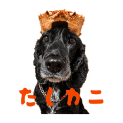 TAIKI_20260617202002