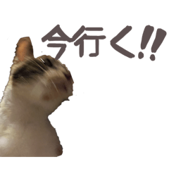 chachadaaayooo_20260617205326