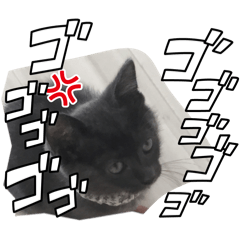 かわいいねこだよ！