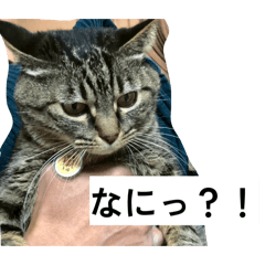 Kichi taro smile_20260617210546