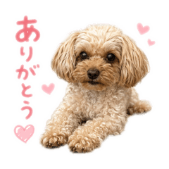 Mer Chihuahua Poodle mix