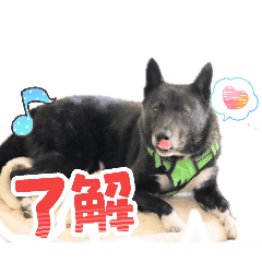 dogmasyu_20260617211934