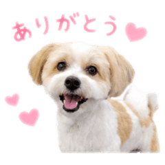 ito's family pets_20260617212434
