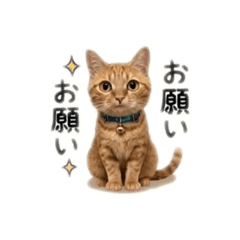 akasa_KINAKO