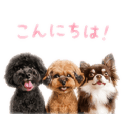 101405311031dog