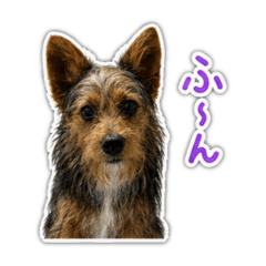 ShiuChiu_20260617224337