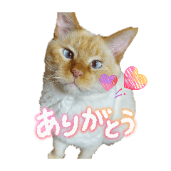 rei_20260617225312