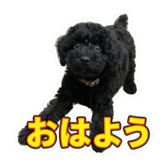 coco_20260617225745