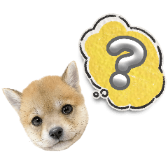 inu20260617