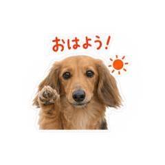 ikko_20260617225840