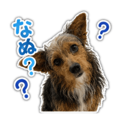 ShiuChiu_20260617231644