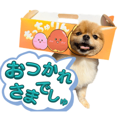 bowwowmommy_20260616222443
