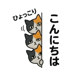 nozakichi_20260617081417