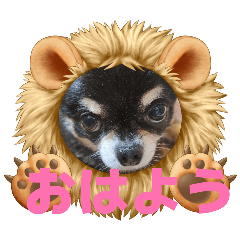 吉娃娃卡博酱