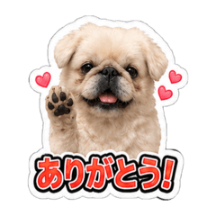 Rinka_20260618003859