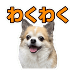 tsuji_kuu