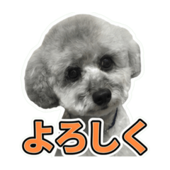 Mell_20260618055310