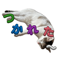 niko niko_20260618075009