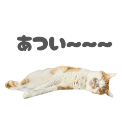 cojimaru_20260617153234