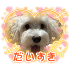 ringo_20260618092911
