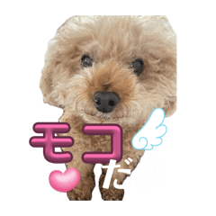 minomoco_20260618090658