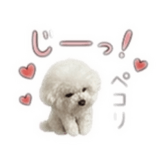 tororo¥