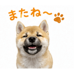 shu_20260618115649