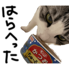 garrr_20260618120016