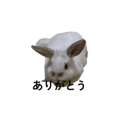 雪ぴょん