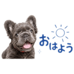 fluffy French Bulldog