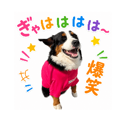 fumiya_bmd