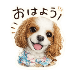 popo_20260618154700