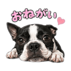 yossy_20260618164750