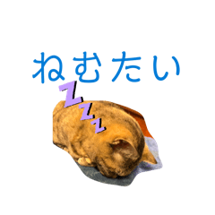 shiho_20260618165700