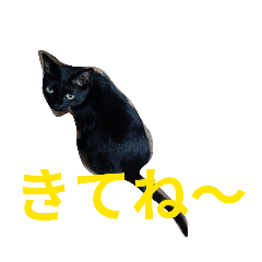 Yuzuki_20260618173332