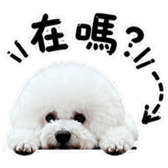 Amy家的比熊
