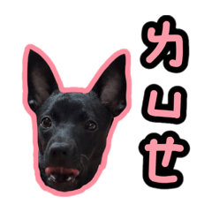 小葵和炭吉