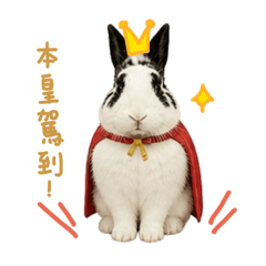 笑哈哈喜茲茲