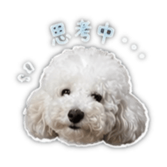 Poodle Harper