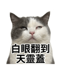 趙大福 藍白英短 英國短毛貓003