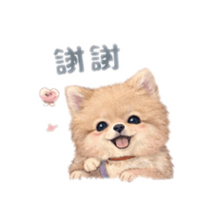 博美可可愛愛