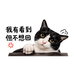 努比の日常～喵