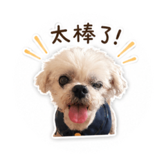 歐嗨呦小綠日常