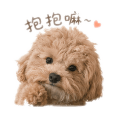 泰迪2.0