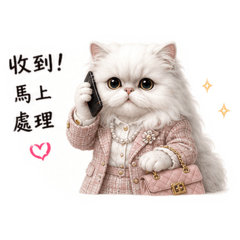 波斯貓上班日常
