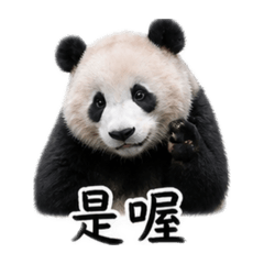 Shan和熊貓3