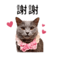 美女貓咪奈喵喵日常