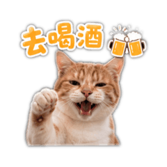 媽媽的橘橘之大橘為重