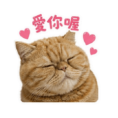 可愛的趙小咪
